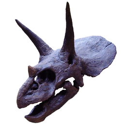 Triceratops skull